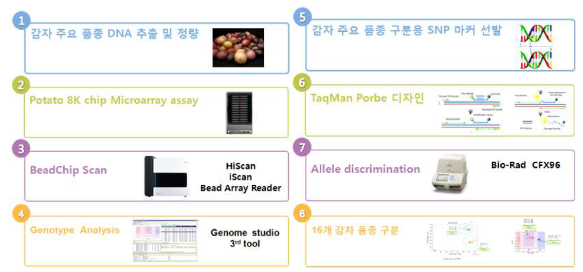 국내 주요 감자 품종 구분을 위한 SNP 마커 개발 과정