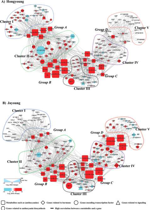 국내 개발 컬러 감자의 대사체 및 전사체 network 분석