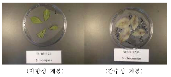 Detached 방법을 통한 감자 역병 저항성 및 감수성 계통