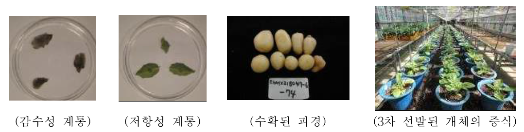 감자 역병저항성 계통(S. tuberosum X S. demisum) 세대 진전