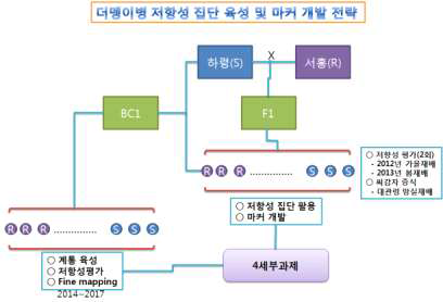 감자 더뎅이병 저항성 계통 육성 전략