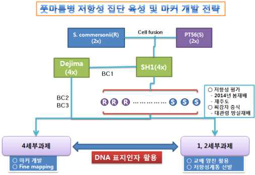 감자 풋마름병 저항성 계통 육성 전략