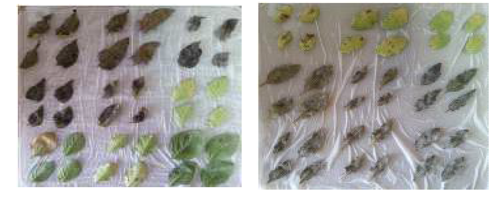 Pictures of assays for late blight resistance