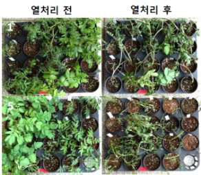 Examples of results for heat tolerance (before and after heat treatment)