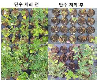 Examples of results for drought tolerance (before and after drought treatment)