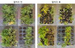 Examples of results for salinity tolerance (before and after salinity treatment)