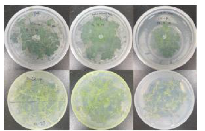 Examples of results for salinity tolerance in vitro