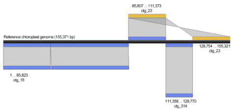 Results of assembly of the complete chloroplast genome sequence of S. nigrum