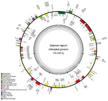 Gene map of the S. nigrum chloroplast genome