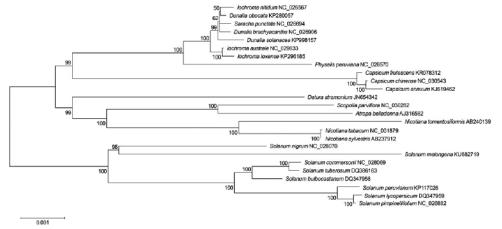 Maximum likelihood phylogenetic tree of S. nigrum with 24 species belonging to the Solanaceae based on chloroplast protein coding sequences