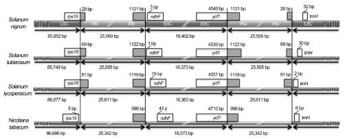 Comparison of the border positions of the IRs, SSR and LSC regions among the four Solanaceae chloroplast genomes