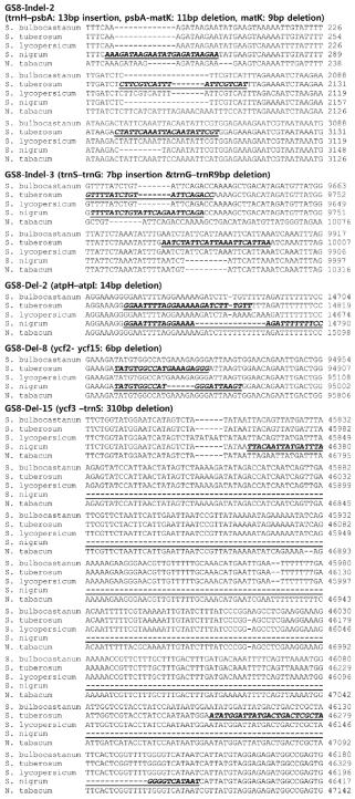 Multiple alignment of the sequences in the intergenic and intragenic regions containing the InDels used to develop InDel markers