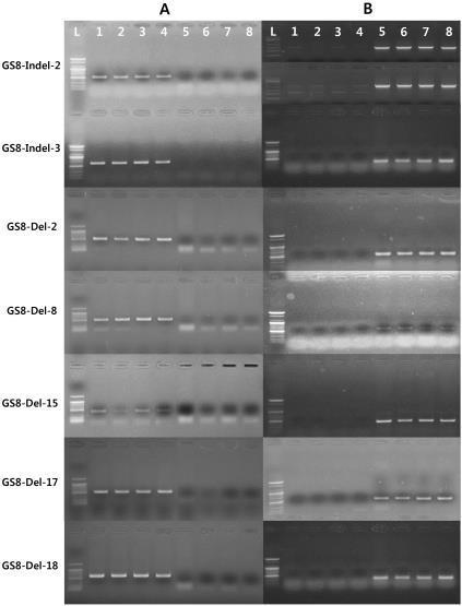 PCR markers for the discrimination of S. nigrum from other Solanum species