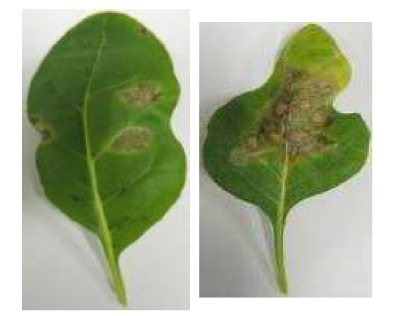 Example of results for effector screening in S. nigrum performed by agro-infiltration