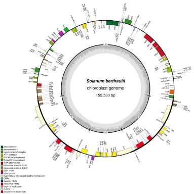 Gene map of the S. berthaultii chloroplast genome