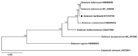 Maximum likelihood phylogenetic tree of S. berthaultii with 8 species belonging to the Solanaceae based on chloroplast protein coding sequences