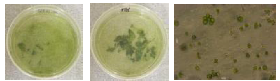 Results of protoplasts isolated from S. tuberosum and S. nigrum