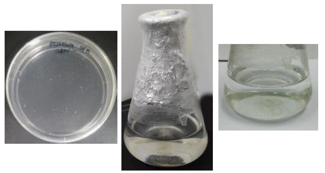 Callus induction and culture from protoplast fused cells