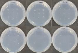 Callus culture from protoplast fused cells