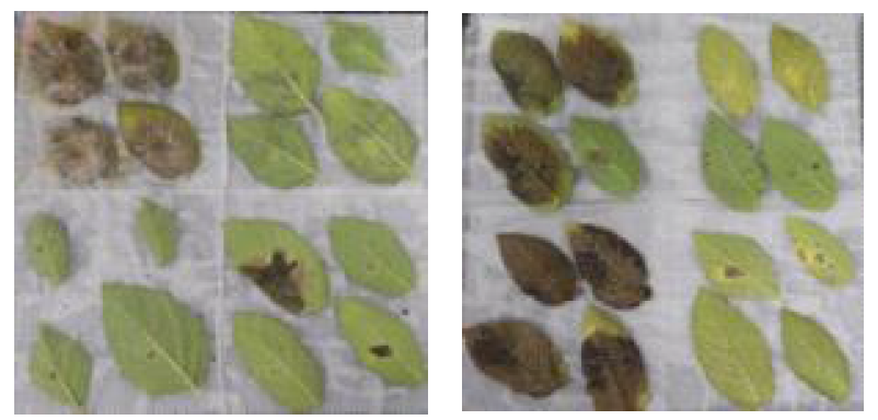 Results of late blight resistance assay in the F1 population generated from a cross between S. tuberosum and S. demissum