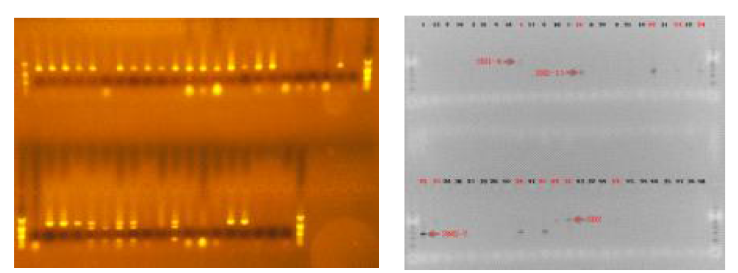 Examples of PCR results from the screening of wild Solanum species with Rpi-ch4 and R3a specific primers