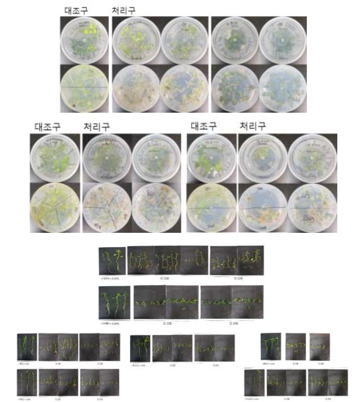 Results of in vitro assayes for common scab resistance with Thaxtomin A