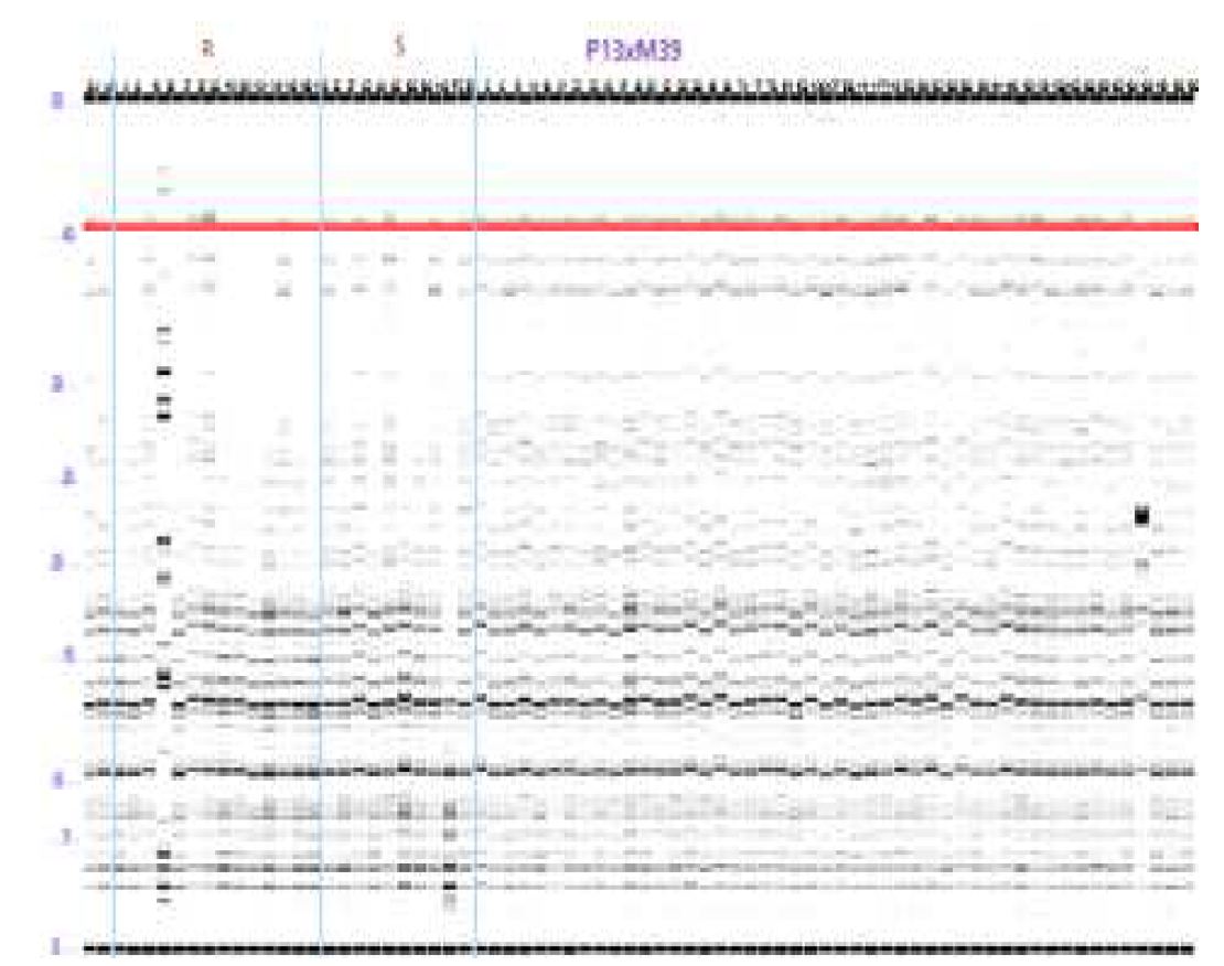 Results of capillary electrophoresis with individual lines used to compose resistant and susceptible bulks using Fragment Analyzer