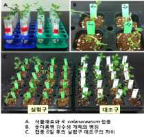 Process of a resistance assay for bacterial wilt