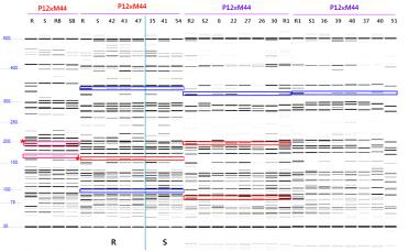 Results of capillary electrophoresis with individual lines used to compose resistant and susceptible bulks using Fragment Analyzer