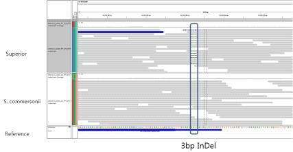 3bp InDel comparison between S. tuberosum and S. commersonii in OsML15