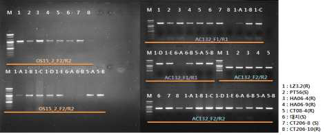 Results of PCR with a candidate gene-drived primer