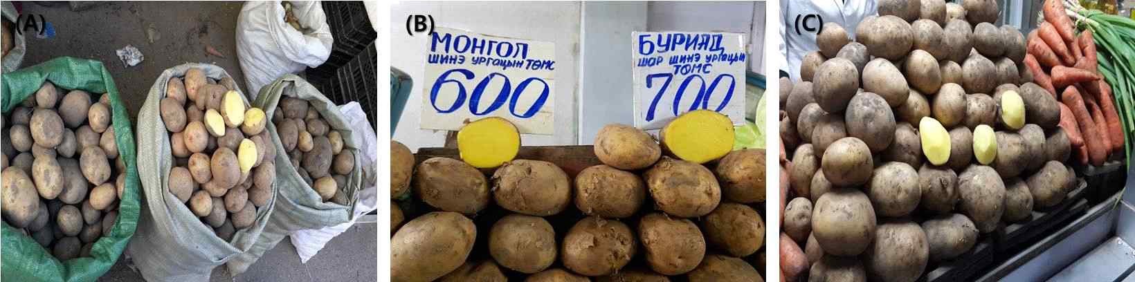 Potatoes at agricultural wholesale market(A) and retail market(B & C) in Mongolia