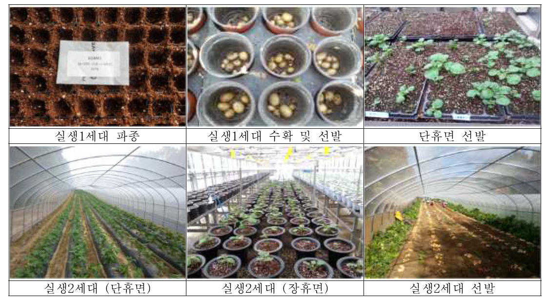 실생1-2세대 선발