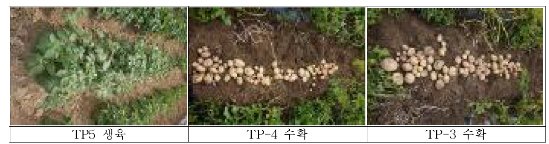 TPS 생육 및 수확 상황