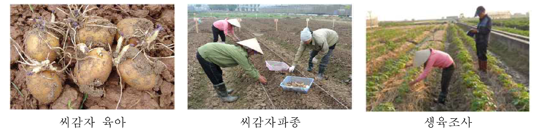 베트남 감자 육아 및 파종