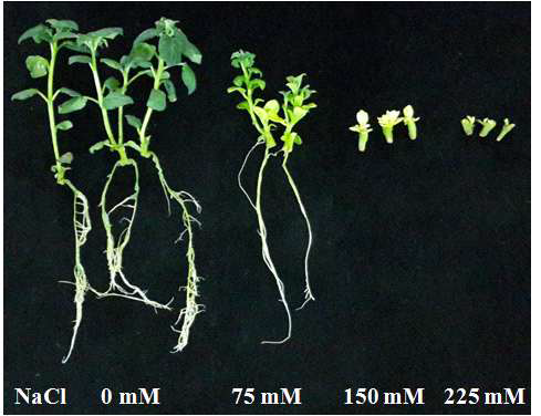 Effects of different NaCl concentrations on shoot and root growth of Solanum tuberosum ‘Superior’ plantlets after 45 days of in vitro culture