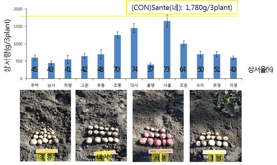 국산 감자 주요 품종의 우즈베키스탄(사마르칸트) 재배 시 수량성 및 괴경특성