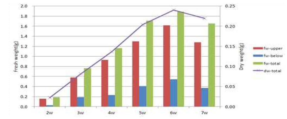 1배양 배양기간에 따른 생체중과 건물중