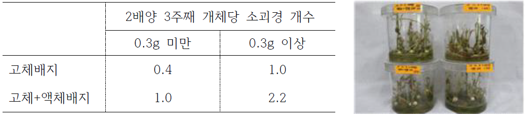 배양용기, 고형물 등이 2배양에서 소괴경 형성효율에 미치는 효과