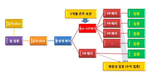 병원력 회복을 위한 역병균 처리 모식도