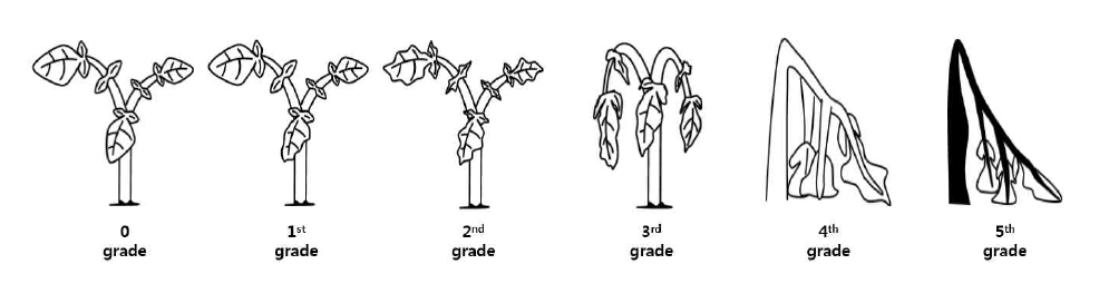 R. solanacearum에 대한 맹아묘 평가기준 모식도