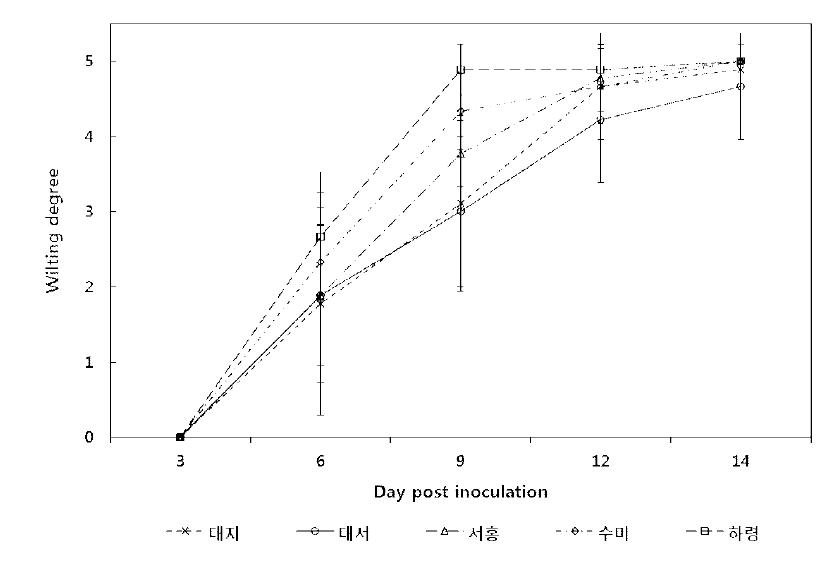 R. solanacearum에 대한 맹아묘 관찰결과