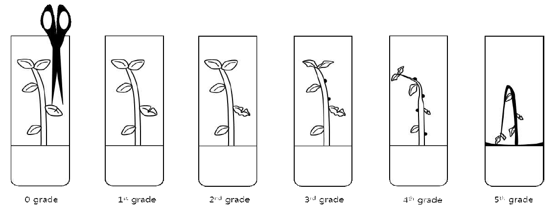 R. solanacearum에 대한 조직배양묘 평가기준 모식도