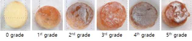 S. scabies에 의한 갈변의 평가 기준