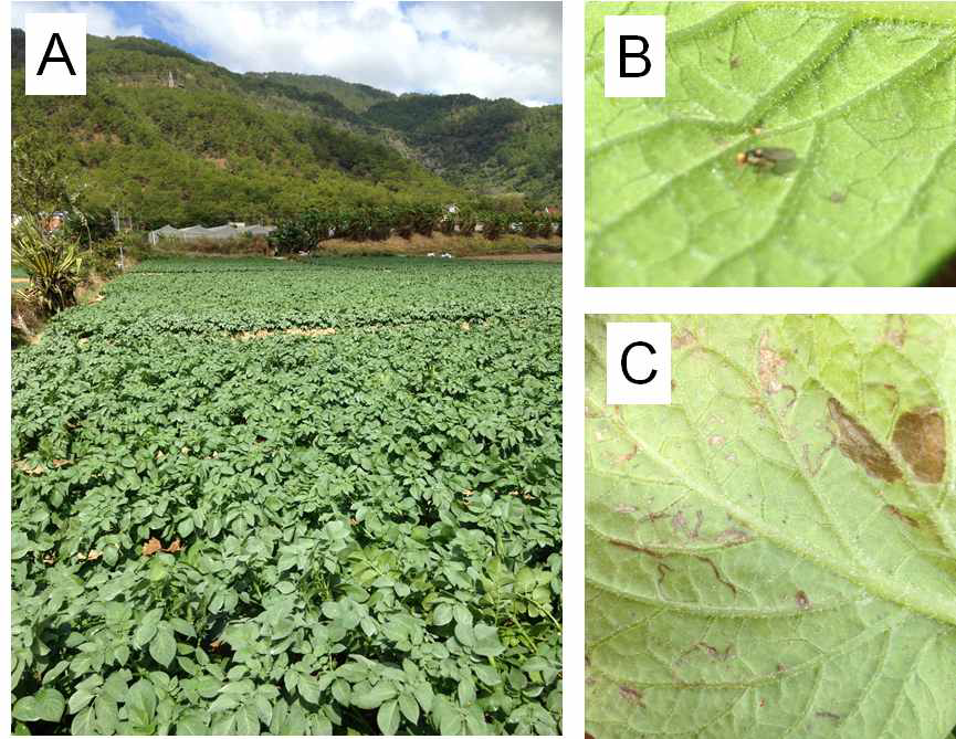 베트남 득쫑_1 감자 재배 단지 전경(A), 잎굴파리 (B) 및 옆피해(C) 사진