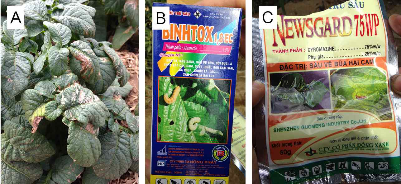베트남 득쫑_2 감자 재배지 약해 피해현황(A), 현지 사용 약제(B, C)