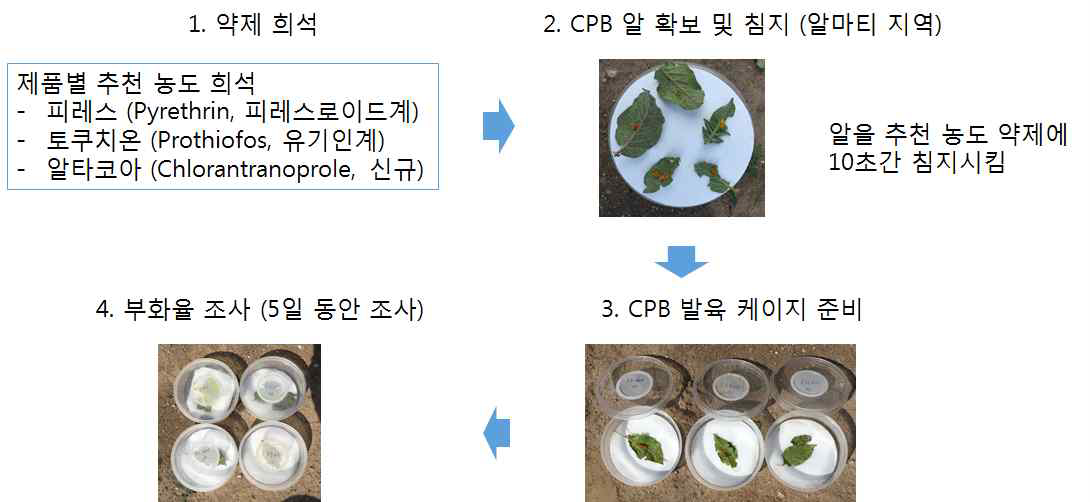 현지 재배지에서 콜로라도감자잎벌레 난독성 평가 과정