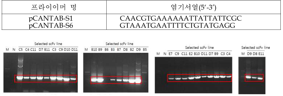 증폭한 재조합항체 유전자의 전기영동 밴드 확인