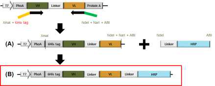 ELISA kit 제작용 효소 표지 단백질 융합 재조합 항체 플라스미드의 모식도