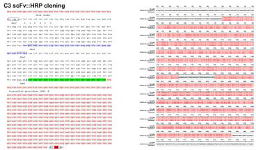 재조합항체::HRP의 유전자 서열 확인